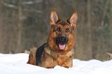 BERGER ALLEMAND 485